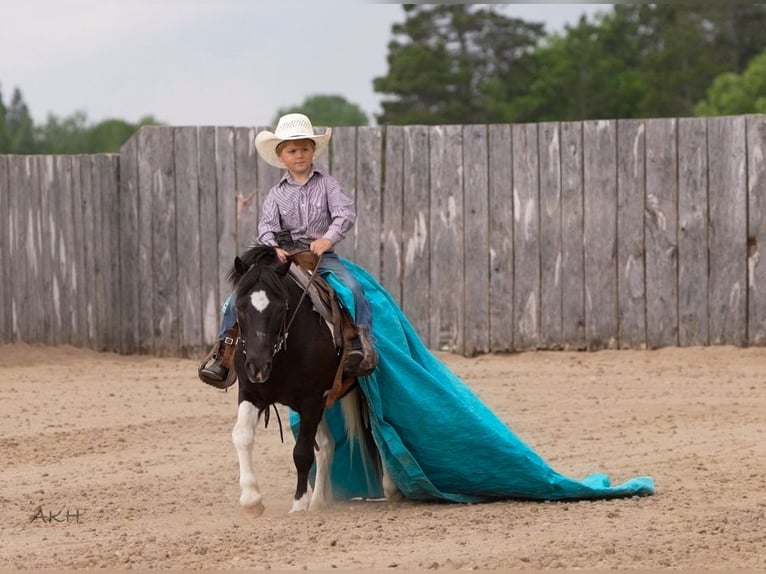 Altri pony/cavalli di piccola taglia Castrone 12 Anni 104 cm in Nevis, MN