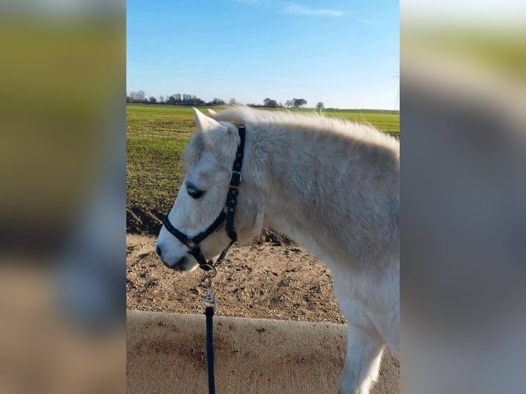 Altri pony/cavalli di piccola taglia Castrone 12 Anni 120 cm Grigio in Großkönigsförde