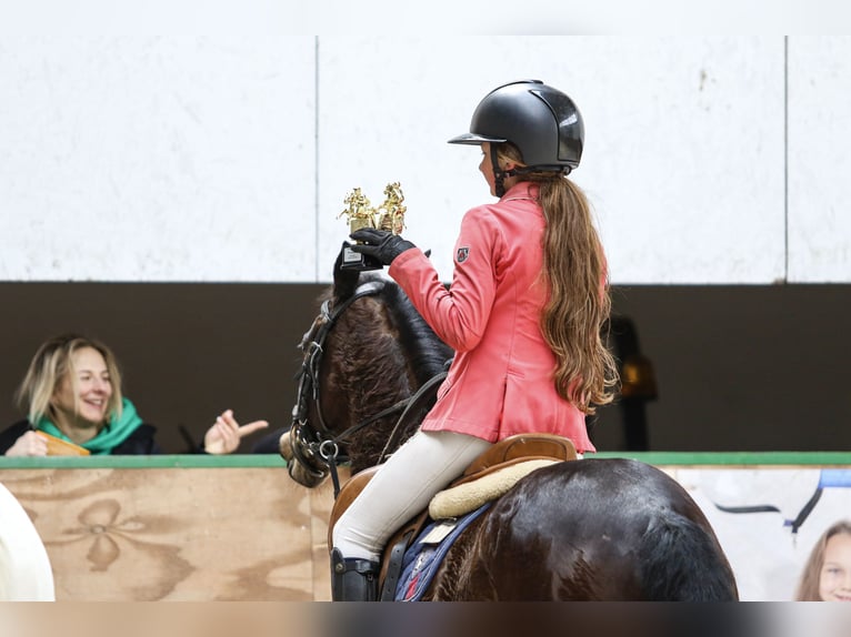Altri pony/cavalli di piccola taglia Castrone 12 Anni 136 cm Baio ciliegia in Murowana Goślina