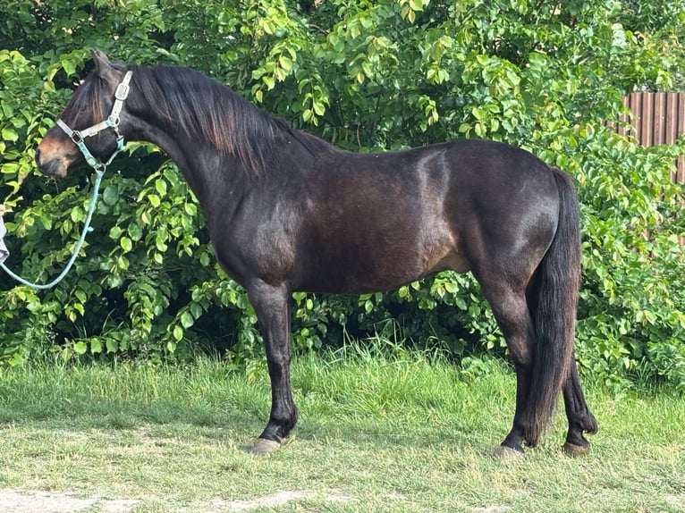 Altri pony/cavalli di piccola taglia Castrone 12 Anni 137 cm Morello in B&#xE9;k&#xE9;s