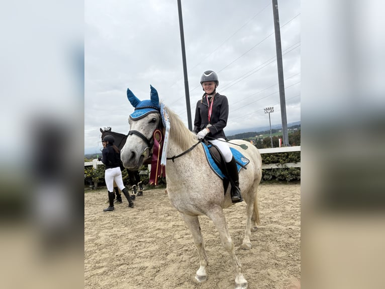 Altri pony/cavalli di piccola taglia Mix Castrone 12 Anni 145 cm Grigio in Obdach