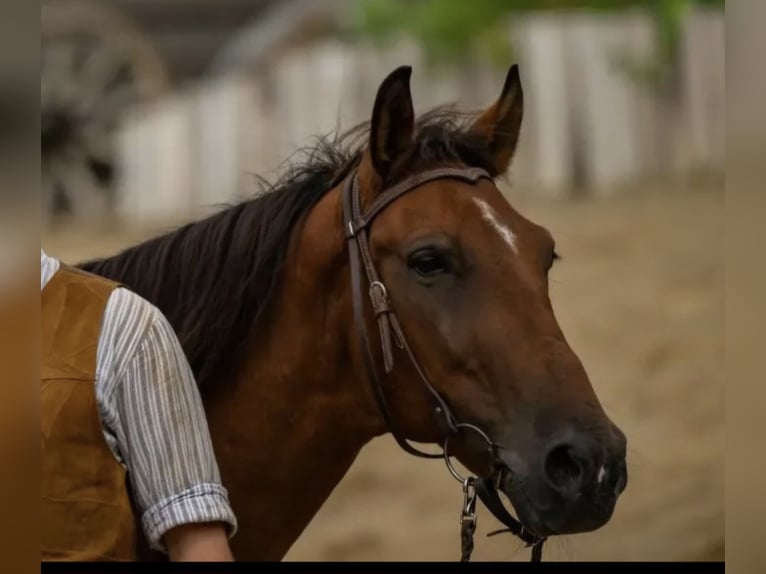 Altri pony/cavalli di piccola taglia Castrone 12 Anni 148 cm Baio in Graben