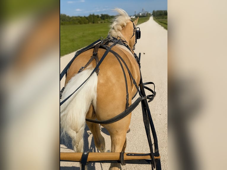 Altri pony/cavalli di piccola taglia Castrone 12 Anni 97 cm Palomino in Ridgway