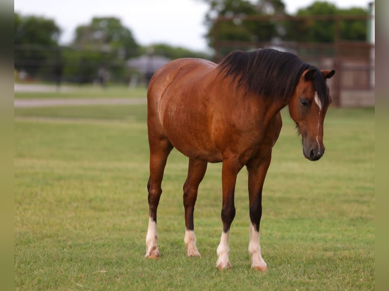 Altri pony/cavalli di piccola taglia Mix Castrone 12 Anni Baio ciliegia in Ripley