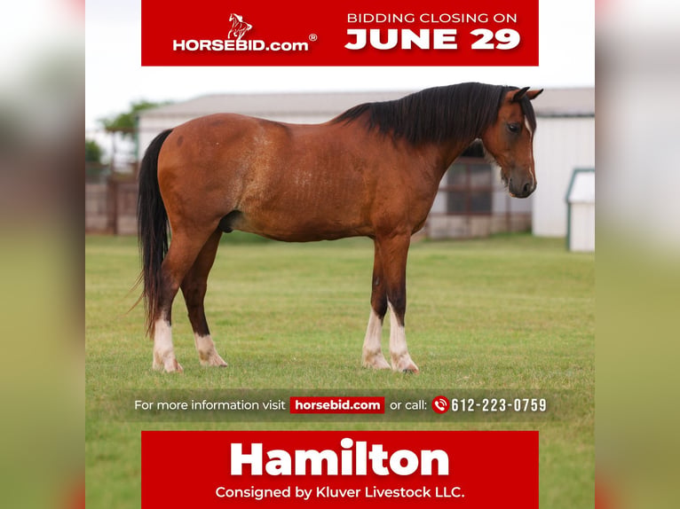 Altri pony/cavalli di piccola taglia Mix Castrone 12 Anni Baio ciliegia in Ripley
