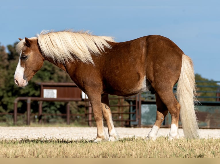 Altri pony/cavalli di piccola taglia Castrone 12 Anni Palomino in Cisco