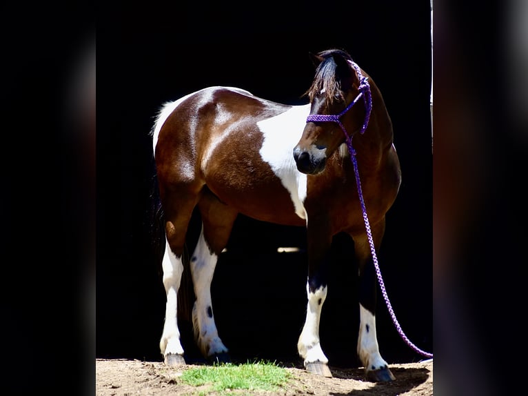 Altri pony/cavalli di piccola taglia Castrone 12 Anni Pezzato in Grandview