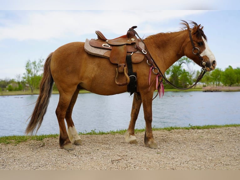 Altri pony/cavalli di piccola taglia Castrone 13 Anni 102 cm Red dun in Brandon