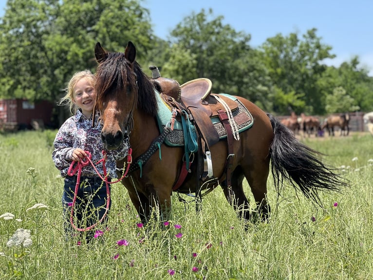 Altri pony/cavalli di piccola taglia Castrone 13 Anni 127 cm Baio ciliegia in Wilburton, OK