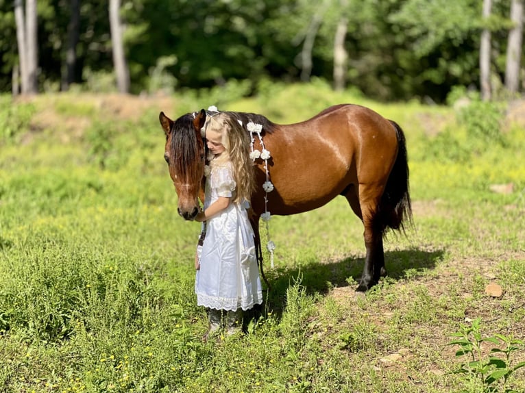 Altri pony/cavalli di piccola taglia Castrone 13 Anni 127 cm Baio ciliegia in Wilburton, OK