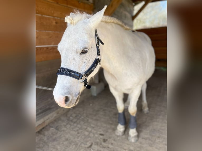 Altri pony/cavalli di piccola taglia Mix Castrone 13 Anni 136 cm Grigio in Pulow