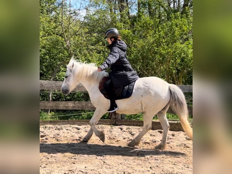 Altri pony/cavalli di piccola taglia Mix Castrone 13 Anni 136 cm Grigio in Pulow