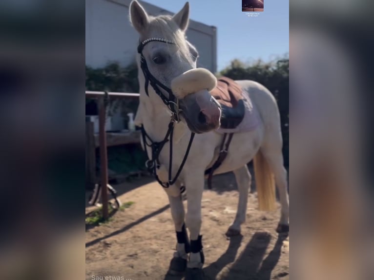 Altri pony/cavalli di piccola taglia Mix Castrone 13 Anni 136 cm Grigio in Pulow
