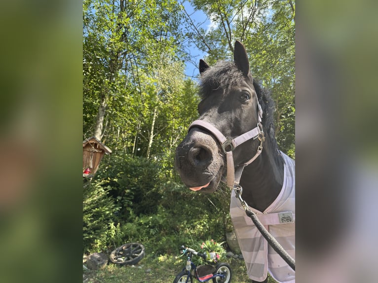 Altri pony/cavalli di piccola taglia Mix Castrone 13 Anni 137 cm Baio nero in Napplach