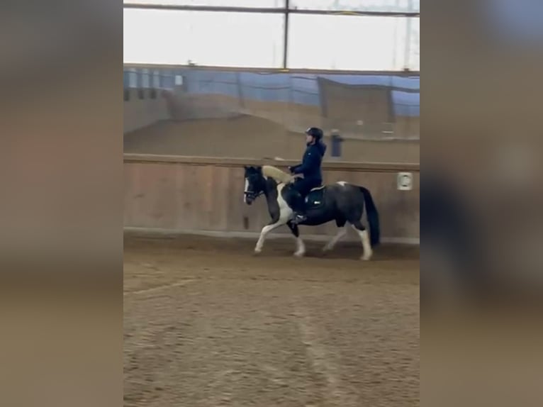 Altri pony/cavalli di piccola taglia Castrone 13 Anni 138 cm Pezzato in Borod