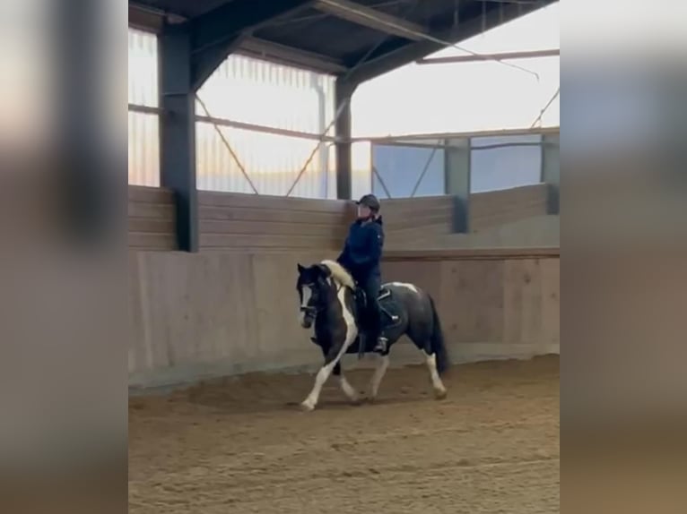 Altri pony/cavalli di piccola taglia Castrone 13 Anni 138 cm Pezzato in Borod