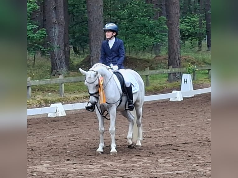 Altri pony/cavalli di piccola taglia Castrone 13 Anni 140 cm Grigio in Wittingen