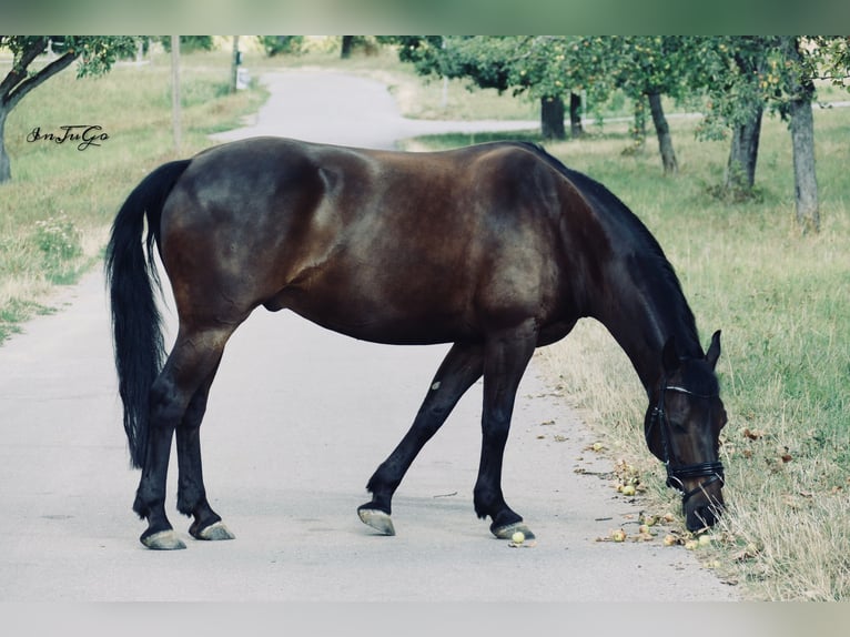 Altri pony/cavalli di piccola taglia Castrone 13 Anni 147 cm Baio nero in Sachsenheim