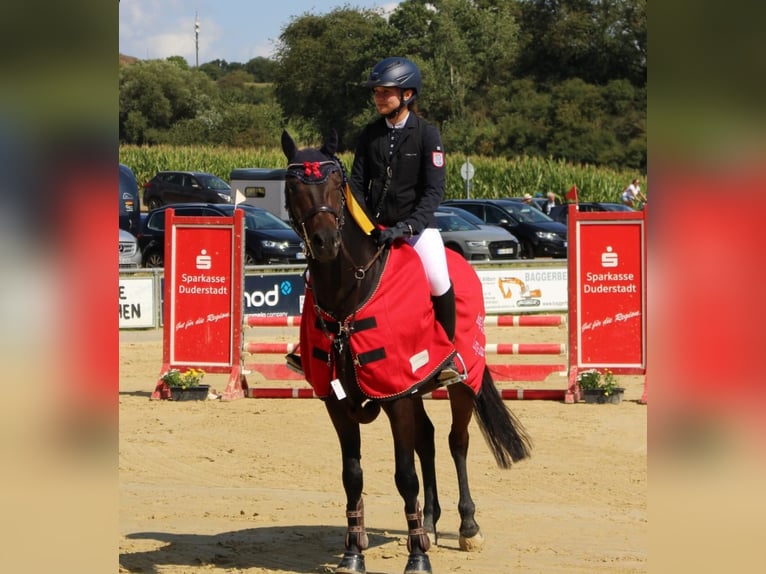 Altri pony/cavalli di piccola taglia Castrone 13 Anni 148 cm Baio scuro in Heigenbrücken