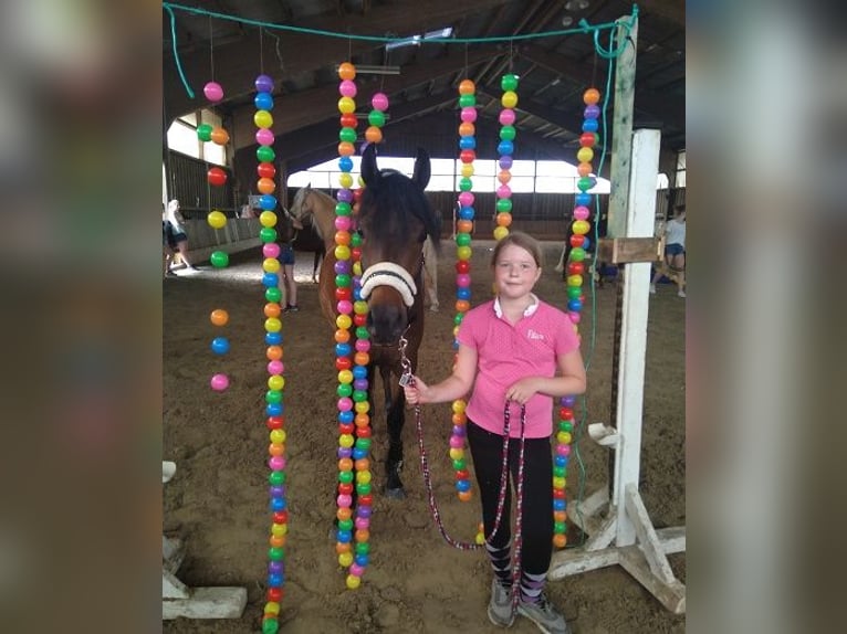 Altri pony/cavalli di piccola taglia Mix Castrone 13 Anni 148 cm Baio scuro in Bielefeld