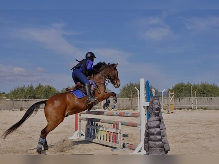 Altri pony/cavalli di piccola taglia Castrone 13 Anni 149 cm Baio in Sabadell