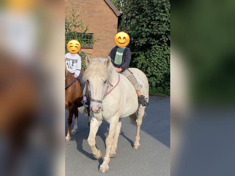 Altri pony/cavalli di piccola taglia Mix Castrone 13 Anni 158 cm Grigio in Hilgermissen