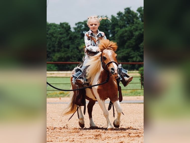 Altri pony/cavalli di piccola taglia Castrone 13 Anni 91 cm Pezzato in Cisco