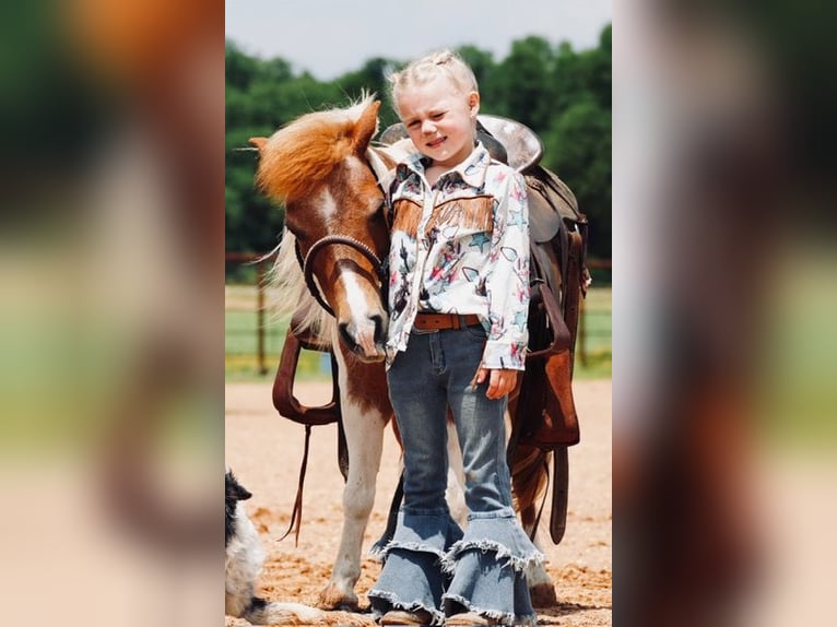 Altri pony/cavalli di piccola taglia Castrone 13 Anni 91 cm Pezzato in Cisco