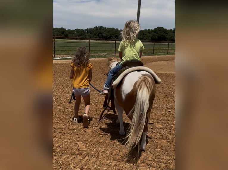 Altri pony/cavalli di piccola taglia Castrone 13 Anni 91 cm Pezzato in Cisco
