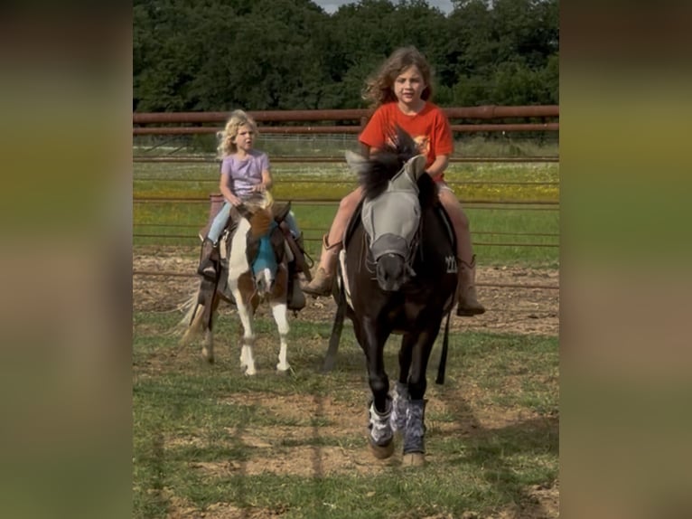 Altri pony/cavalli di piccola taglia Castrone 13 Anni 91 cm Pezzato in Cisco