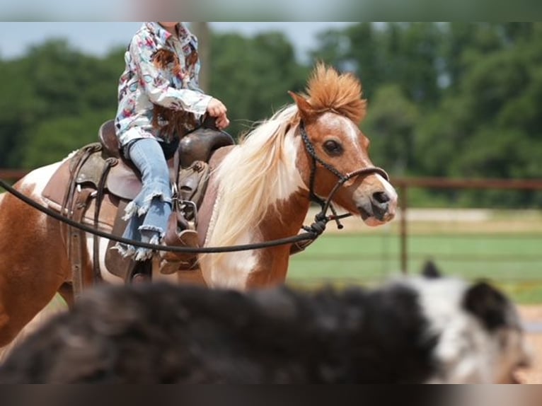 Altri pony/cavalli di piccola taglia Castrone 13 Anni 91 cm Pezzato in Cisco