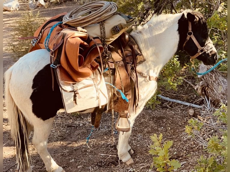Altri pony/cavalli di piccola taglia Castrone 13 Anni Pezzato in Cisco