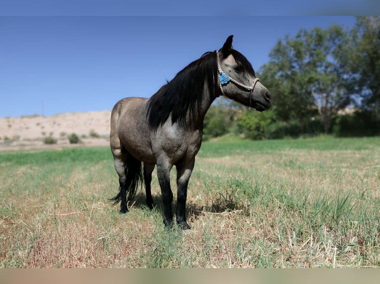 Altri pony/cavalli di piccola taglia Castrone 14 Anni 102 cm Pelle di daino in El Paso
