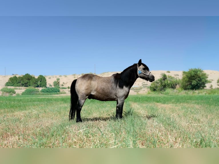 Altri pony/cavalli di piccola taglia Castrone 14 Anni 102 cm Pelle di daino in El Paso