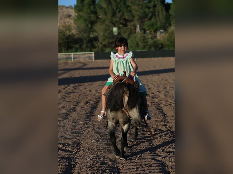 Altri pony/cavalli di piccola taglia Castrone 14 Anni 102 cm Pelle di daino in El Paso