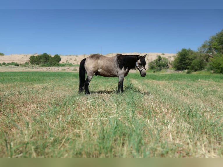 Altri pony/cavalli di piccola taglia Castrone 14 Anni 102 cm Pelle di daino in El Paso