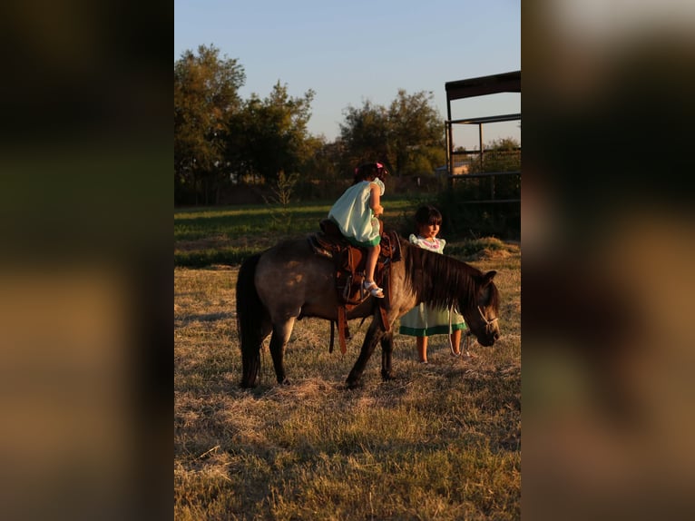 Altri pony/cavalli di piccola taglia Castrone 14 Anni 102 cm Pelle di daino in El Paso