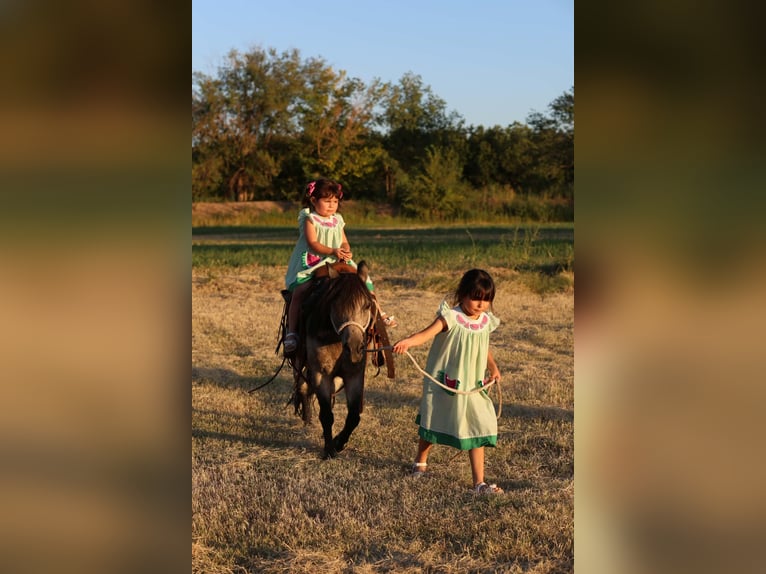 Altri pony/cavalli di piccola taglia Castrone 14 Anni 102 cm Pelle di daino in El Paso
