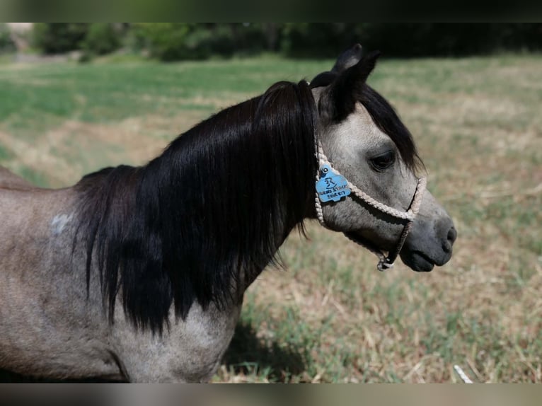 Altri pony/cavalli di piccola taglia Castrone 14 Anni 102 cm Pelle di daino in El Paso