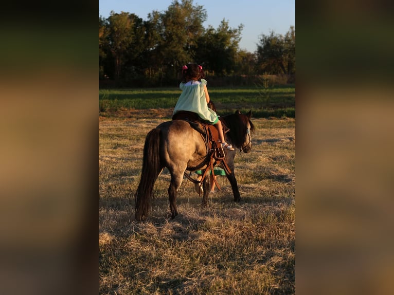 Altri pony/cavalli di piccola taglia Castrone 14 Anni 102 cm Pelle di daino in El Paso