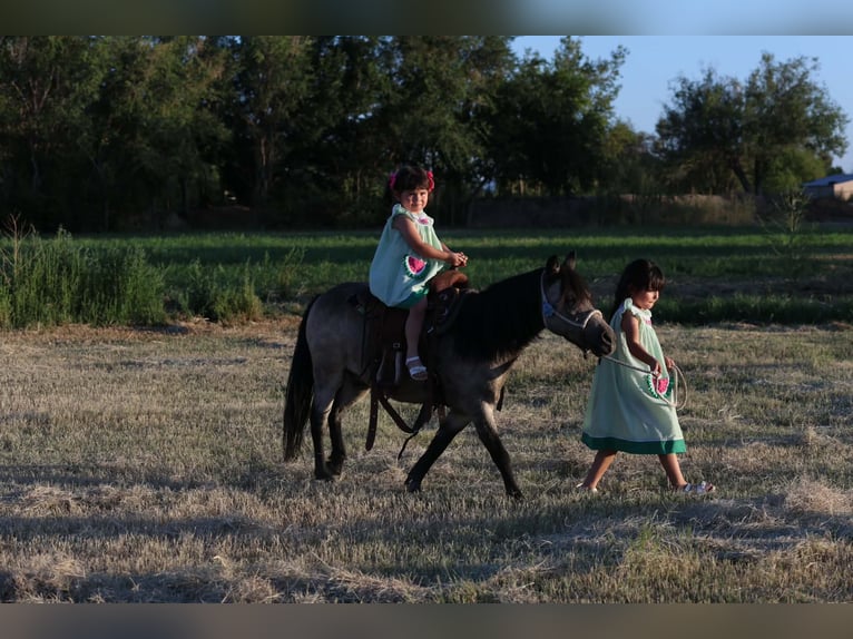 Altri pony/cavalli di piccola taglia Castrone 14 Anni 102 cm Pelle di daino in El Paso
