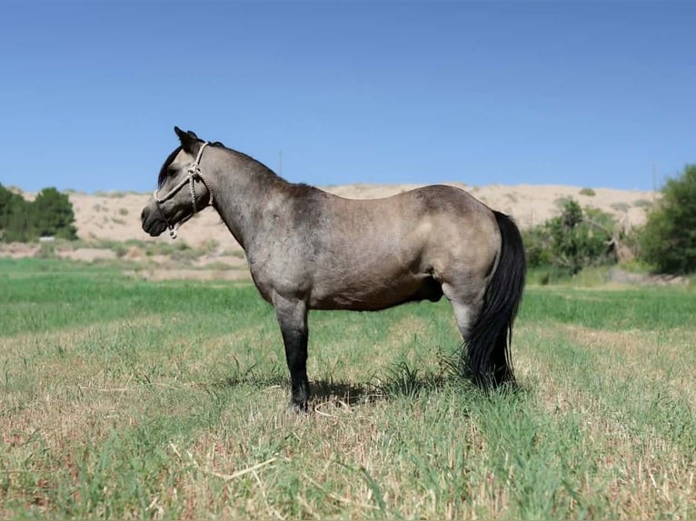 Altri pony/cavalli di piccola taglia Castrone 14 Anni 102 cm Pelle di daino in El Paso