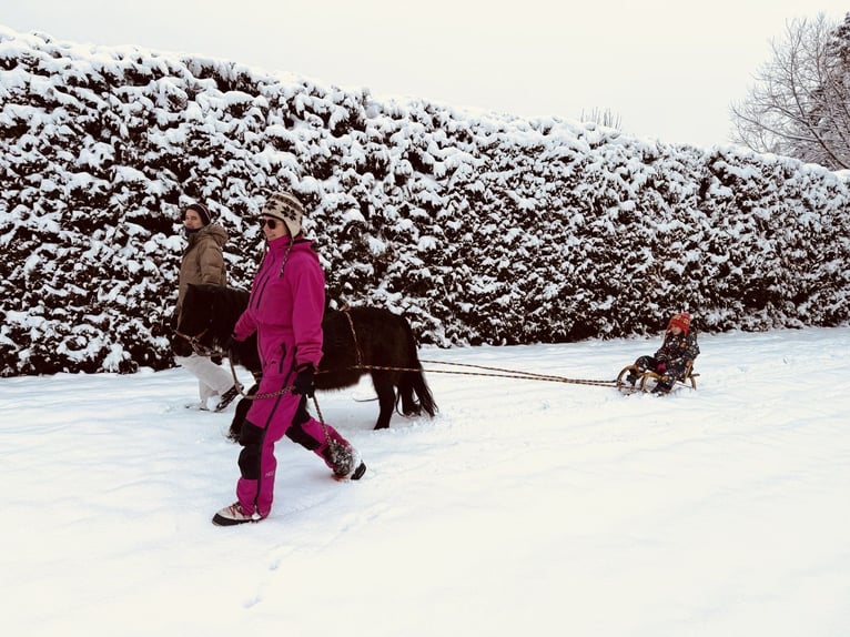 Altri pony/cavalli di piccola taglia Castrone 14 Anni 105 cm Baio in Frohsdorf