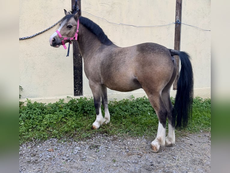 Altri pony/cavalli di piccola taglia Castrone 14 Anni 120 cm in Cambiago