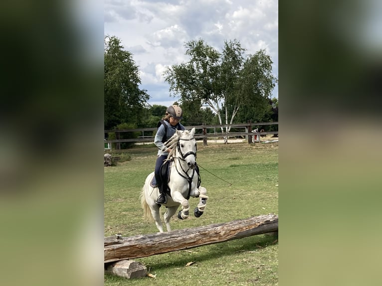 Altri pony/cavalli di piccola taglia Castrone 14 Anni 122 cm Grigio in Elbe-Parey