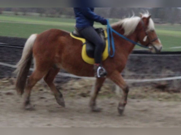 Altri pony/cavalli di piccola taglia Mix Castrone 14 Anni 130 cm Sauro in Wehringen