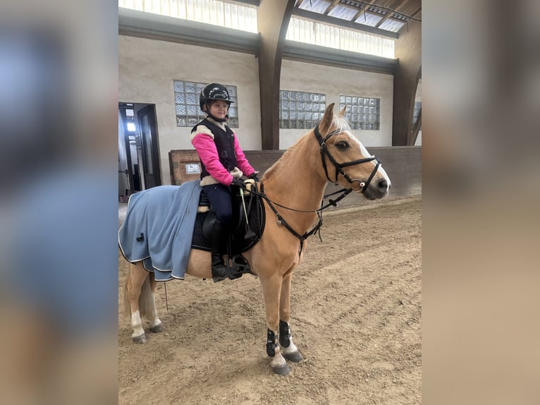 Altri pony/cavalli di piccola taglia Castrone 14 Anni 137 cm Palomino in Heidenheim an der Brenz