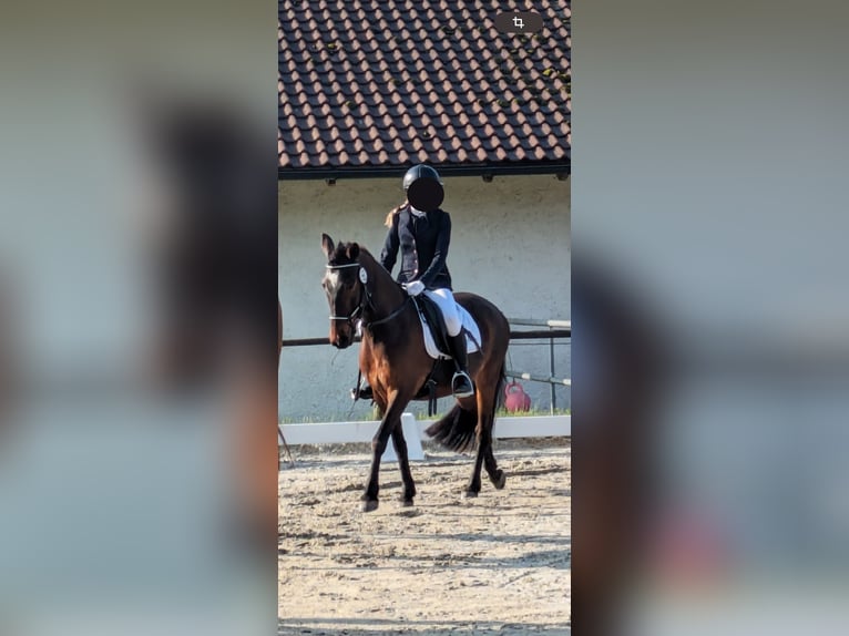 Altri pony/cavalli di piccola taglia Castrone 14 Anni 142 cm Baio in Erharting