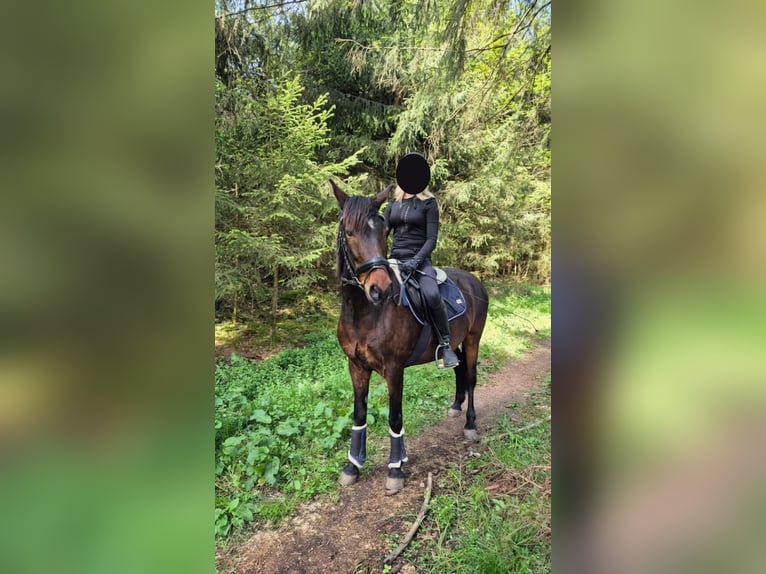 Altri pony/cavalli di piccola taglia Castrone 14 Anni 142 cm Baio in Erharting