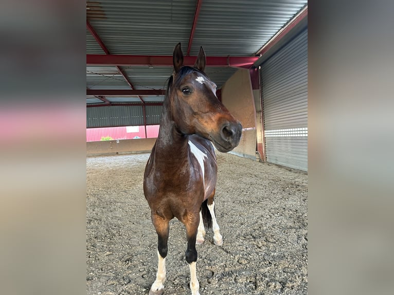 Altri pony/cavalli di piccola taglia Castrone 14 Anni 148 cm Pezzato in Spielberg